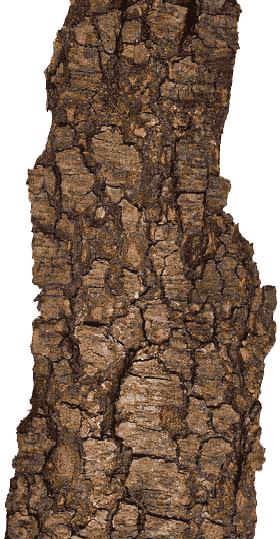 Corteccia di Abete